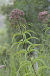 Joe Pye weed